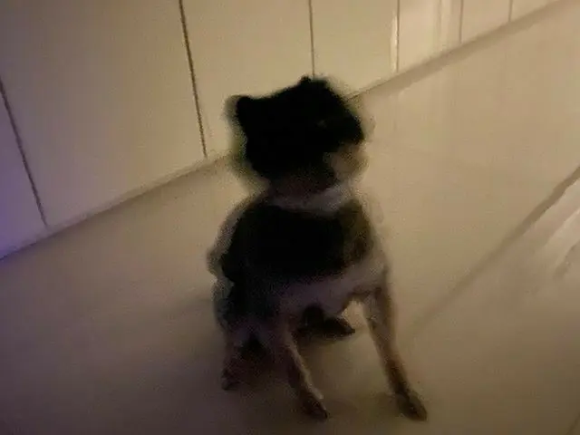 [G Official] SUPER JUNIOR_Yeson, 꼬밍的🐶 #ราตรีสวัสดิ์  