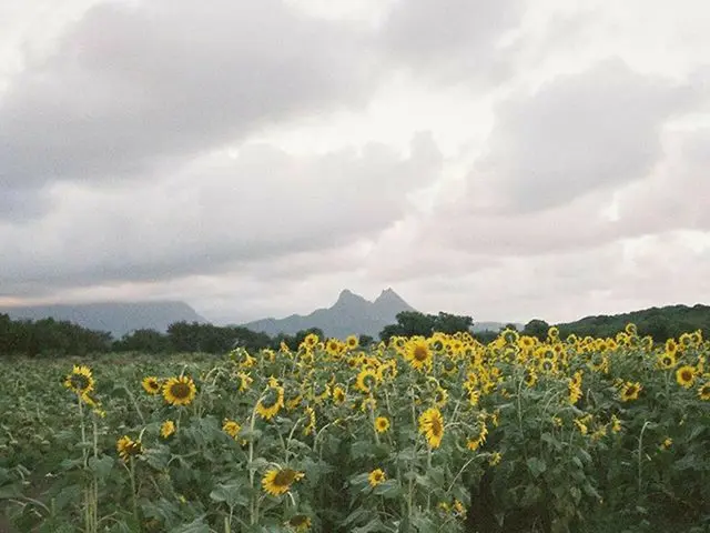 [G ทางการ] BLACKPINK_Jisoo สวัสดีพริบตา🌻  