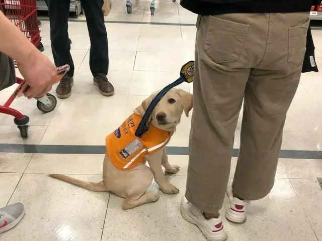 เมื่อวันที่ 29 ที่ผ่านมาสุนัขผู้ช่วยพิการที่ได้รับการฝึกฝนที่ร้าน Lotte Mart Cha