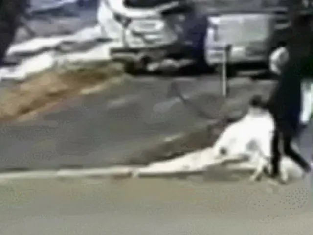 สุนัขแคนาดาที่ช่วยชีวิตเจ้าของเป็นประเด็นร้อนในเกาหลี .. ●เจ้าของที่เดินไปกับฉัน