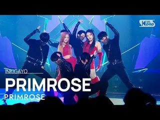 【公式sb1】PRIMROSE_ (프림로즈) - PRIMROSE_ INKIGAYO_ อินกิกาโย 20230129  