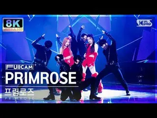 【公式sb1】[SUPER ULTRA 8K] 포림로즈 'PRIMROSE_' 창캠 (PRIMROSE_ FullCam) SBS Inkigayo 230