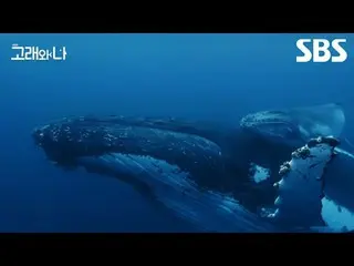 #วาฬหลังค่อม#วาฬสเปิร์ม#เบลูก้า#วาฬเบา#ฮันจือมิน_ #白海秀_
 #SBSSpecial #WhalesandI