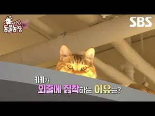#ชินดงเย#จอนโซนี่#แอนโทนี่#จอย #แมว #DogCat
 #TVAnimalFarm #AnimalFarm #ตัวอย่าง