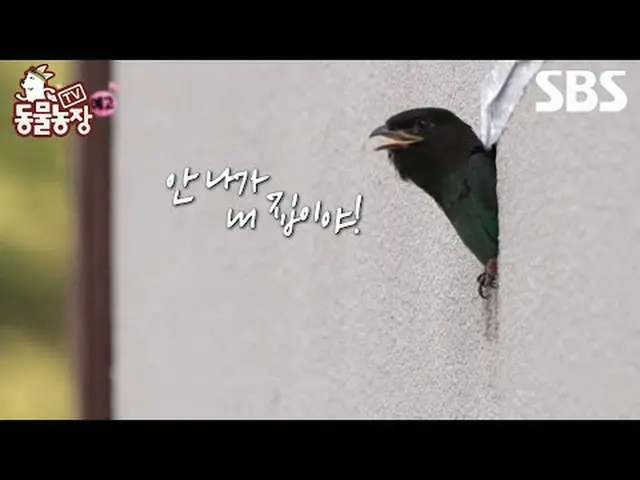 #ShinDongYup #JeonSoNee（チョン・ソンヒ）_ #TonyAn_ #Joy #BlueBird #SBSEducational #TVAni