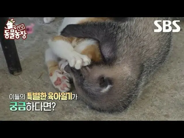 #ShinDongYup #JeonSoNee（チョン・ソンヒ）_ #TonyAn_ #Joy #badger #cat #SBSEducational #TV