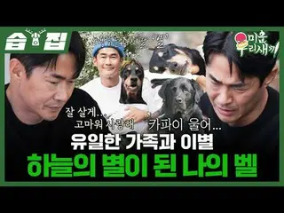 ญาติพี่น้องเพียงผู้เดียวและการแยกจากกัน ระฆังของฉันกลายเป็นดวงดาวบนท้องฟ้า
 #เป่