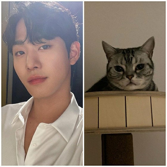 แมวที่ดาราต้องหมกมุ่น! จาก จุนโฮ (2PM), ฮีชอล (SUPER JUNIOR) ถึง ปาร์ค ซินฮเย... สรุปคนรักแมวตัวแทนโลกแห่งความบันเทิง