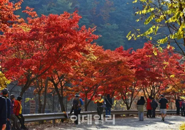 非公開のソウル大学冠岳樹木園を公開へ、今秋は過去最長の26日間＝韓国