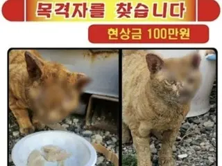 ``เผาแมวจรจัดตัดหู...'' รางวัล 1 ล้านวอนจากการแจ้งความในทางที่ผิด = เกาหลีใต้