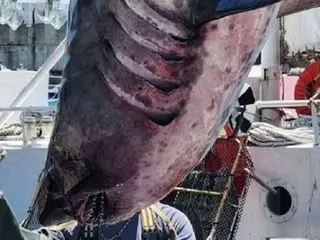 ฉลามกินคนปรากฏตัวที่ปูซาน... คำเตือนความปลอดภัยสำหรับนักท่องเที่ยวช่วงฤดูร้อน = เกาหลีใต้