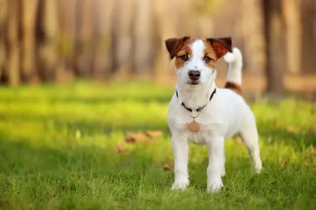 乗務員の「犬はエコノミーに」に仕方なくしたがい、結局「犬が死亡」＝米国