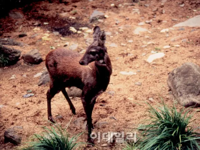 「ムスクの香り」人間の欲で絶滅の危機に陥ったジャコウノロジカ＝韓国