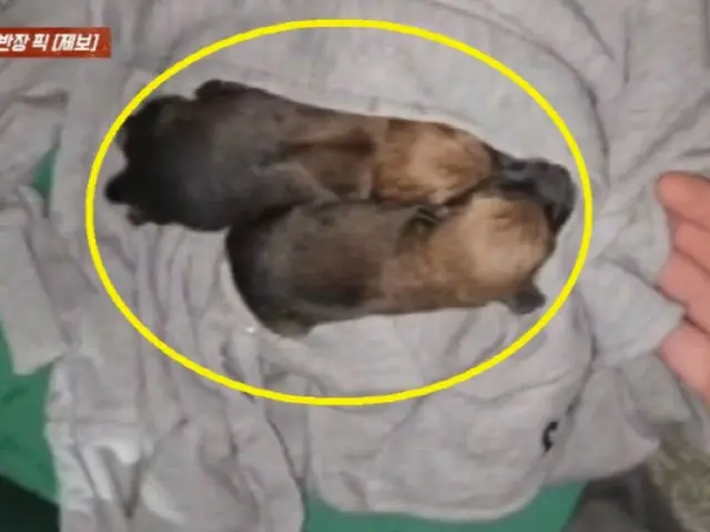 เสียงร้องไห้ที่ดังออกมาจากกล่องเก็บเสื้อผ้า...เป็นลูกหมาที่ถูกทิ้ง (เกาหลี)